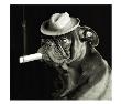 Pug Smoking A Cigar by Ej Lowe Limited Edition Pricing Art Print