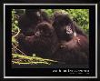 Mountain Gorilla by Gerry Ellis Limited Edition Print