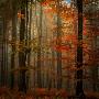 Fall by Philippe Sainte-Laudy Limited Edition Print