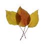 Fall Leaves On A White Background by Images Monsoon Limited Edition Print
