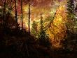 Scene Deep In The Evergreen Forest by Images Monsoon Limited Edition Pricing Art Print