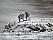 Trees On Hill by Ilona Wellmann Limited Edition Print