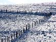 Snowy Pastures With Fence by Ilona Wellmann Limited Edition Print