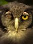 Winking Owl by Images Monsoon Limited Edition Print