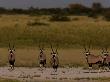 Group Of Oryx, Oryx Gazella, Looking At The Camera by Beverly Joubert Limited Edition Pricing Art Print