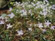 Bluet Flowers Sprout In Grundy Forest by Stephen Alvarez Limited Edition Print