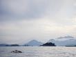 Whale Surfaces Near The Mountainous Coastline Of Vancouver Island by Taylor S. Kennedy Limited Edition Print