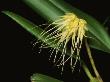 Close View Of An Orchid Epiphyte by Tim Laman Limited Edition Print