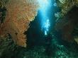 Diver Exploring A Channel In A Reef. Large Sea Fan On The Left by Tim Laman Limited Edition Print