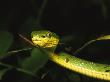 Green Bamboo Pit Viper, Trimeresurus Stejnegeri, In A Tree by Tim Laman Limited Edition Pricing Art Print