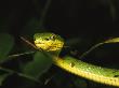 Green Bamboo Pit Viper, Trimeresurus Stejnegeri, In A Tree by Tim Laman Limited Edition Print