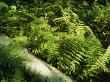 Lush Ferns Growing Near A Fallen Log by Tim Laman Limited Edition Print