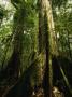 Buttressed Tree Roots Of A Rain Forest Tree, Shorea Species by Tim Laman Limited Edition Print