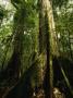 Buttressed Tree Roots Of A Rain Forest Tree, Shorea Species by Tim Laman Limited Edition Pricing Art Print