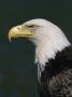 Bald Eagle (Haliaeetus Leucocephalus) In Profile by Tom Murphy Limited Edition Pricing Art Print