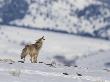 Howling Coyote Atop A Snow-Covered Hill by Tom Murphy Limited Edition Pricing Art Print