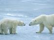 Polar Bears (Ursus Maritimus) On Ice by Tom Murphy Limited Edition Print