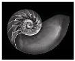Nautilus In Black And White by Harold Davis Limited Edition Pricing Art Print