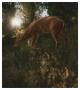 Deer Light by Steve Hunziker Limited Edition Print