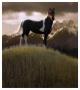 Proud Pinto by Steve Hunziker Limited Edition Print