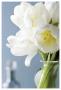White Tulips Bouquet by Christine Zalewski Limited Edition Pricing Art Print
