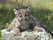 Baby Mountian Lion Sitting On A Rock Surrounded By Yellow Flowers by Scott Stulberg Limited Edition Print