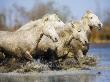 White Horses Of The Camargue Running Through The Water by Scott Stulberg Limited Edition Print