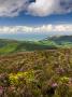 Flowering Gorse And Heather On Luccombe Hill, Exmoor National Park, Somerset, England, Uk by Adam Burton Limited Edition Print