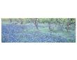 Bluebonnet 2 by Danny Burk Limited Edition Pricing Art Print