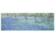 Bluebonnet 2 by Danny Burk Limited Edition Print