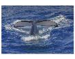 Maui Humpback Whale by Michael Polk Limited Edition Print