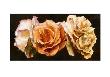 Rose Trio by Sarah Caswell Limited Edition Print