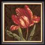 Tulipa Ii by Jillian Jeffrey Limited Edition Pricing Art Print