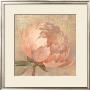 Sweet Peony by Albena Hristova Limited Edition Pricing Art Print