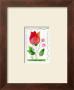 Dutch Tulip by Lucie Chis Limited Edition Print