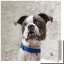 American Bulldog With A Blue Collar by D.M. Limited Edition Print