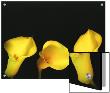 Three Yellow Lilies On Black Background by A.K.A Limited Edition Print