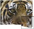 Close-Up Of A Tiger by D.M. Limited Edition Print