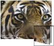 Close-Up Of A Tiger by D.M. Limited Edition Pricing Art Print