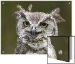 Close-Up Of An Owl by D.M. Limited Edition Pricing Art Print