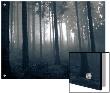Fog In The Woods by I.W. Limited Edition Print