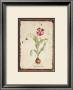 Tulipa Aureicoloris by Lisa Canney Chesaux Limited Edition Print