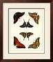 Butterflies Ii by Pieter Cramer Limited Edition Print