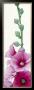Pink Hollyhock Ii by Stephanie Andrew Limited Edition Print