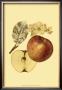 Ripe For Harvest I by Heinrich Pfeiffer Limited Edition Print
