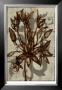 Rustic Allium by Jennifer Goldberger Limited Edition Pricing Art Print