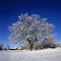 Tree On A Snow Covered Landscape by Ove Eriksson Limited Edition Print