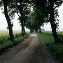 A Gravel Road Lined With Trees In The Countryside, Sweden by Lars Dahlstrom Limited Edition Print