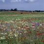 Wild Flowers In A Meadow, A Horse In Distance by Lars Dahlstrom Limited Edition Pricing Art Print