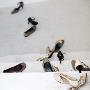 Women's Shoes Scattered Over Some Steps And The Floor by Morgan Norman Limited Edition Print